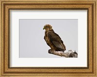 Africa. Tanzania. Bateleur Eagle at Tarangire NP Fine Art Print