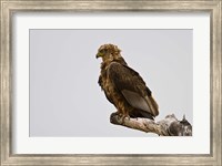 Africa. Tanzania. Bateleur Eagle at Tarangire NP Fine Art Print