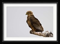 Africa. Tanzania. Bateleur Eagle at Tarangire NP Fine Art Print