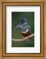 Africa. Tanzania. Giant Kingfisher in Manyara NP. Fine Art Print