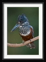 Africa. Tanzania. Giant Kingfisher in Manyara NP. Fine Art Print