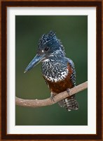 Africa. Tanzania. Giant Kingfisher in Manyara NP. Fine Art Print