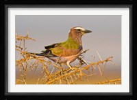 Africa. Tanzania. Rufous-crowned bird, Manyara NP Fine Art Print