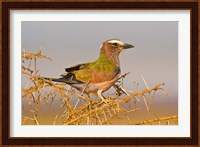 Africa. Tanzania. Rufous-crowned bird, Manyara NP Fine Art Print