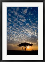 Africa. Tanzania. Sunrise in Serengeti NP. Fine Art Print