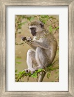 Africa. Tanzania. Vervet Monkey at Manyara NP. Fine Art Print