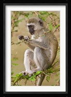 Africa. Tanzania. Vervet Monkey at Manyara NP. Fine Art Print