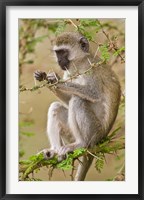 Africa. Tanzania. Vervet Monkey at Manyara NP. Fine Art Print
