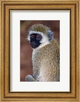 Africa. Tanzania. Vervet Monkey in Tarangire NP. Fine Art Print