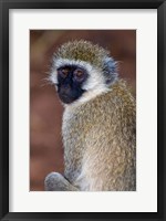 Africa. Tanzania. Vervet Monkey in Tarangire NP. Fine Art Print