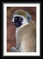 Africa. Tanzania. Vervet Monkey in Tarangire NP. Fine Art Print