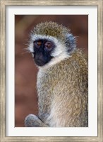 Africa. Tanzania. Vervet Monkey in Tarangire NP. Fine Art Print