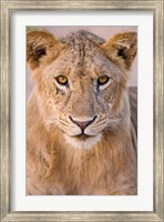 Africa. Tanzania. Young lion in Tarangire NP Fine Art Print