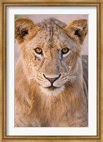 Africa. Tanzania. Young lion in Tarangire NP Fine Art Print