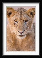 Africa. Tanzania. Young lion in Tarangire NP Fine Art Print