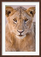 Africa. Tanzania. Young lion in Tarangire NP Fine Art Print