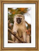 Africa; Malawi; Lengwe National Park; Vervet monkey Fine Art Print