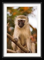 Africa; Malawi; Lengwe National Park; Vervet monkey Fine Art Print