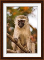 Africa; Malawi; Lengwe National Park; Vervet monkey Fine Art Print