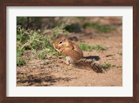 African Ground Squirrel Wildlife, Kenya Fine Art Print