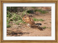 African Ground Squirrel Wildlife, Kenya Fine Art Print