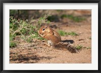 African Ground Squirrel Wildlife, Kenya Fine Art Print