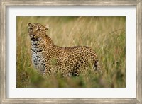 African Leopard hunting in the grass, Masai Mara Game Reserve, Kenya Fine Art Print