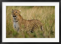 African Leopard hunting in the grass, Masai Mara Game Reserve, Kenya Fine Art Print