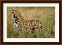 African Leopard hunting in the grass, Masai Mara Game Reserve, Kenya Fine Art Print