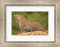 African Leopard, Masai Mara Game Reserve, Kenya Fine Art Print