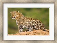 African Leopard, Masai Mara Game Reserve, Kenya Fine Art Print