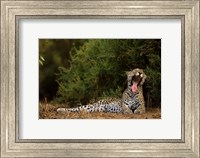 African Leopard, Masai Mara GR, Kenya Fine Art Print