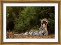 African Leopard, Masai Mara GR, Kenya Fine Art Print