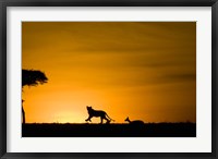 African Lion Chasing Gazelle, Masai Mara, Kenya Fine Art Print
