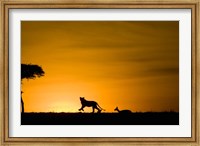 African Lion Chasing Gazelle, Masai Mara, Kenya Fine Art Print