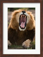 African Lion, Masai Mara GR, Kenya Fine Art Print