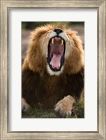 African Lion, Masai Mara GR, Kenya Fine Art Print