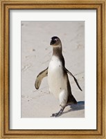 African Penguin, Boulders beach, South Africa Fine Art Print