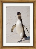 African Penguin, Boulders beach, South Africa Fine Art Print