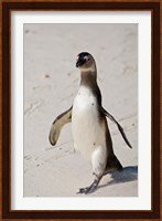 African Penguin, Boulders beach, South Africa Fine Art Print