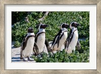 Group of African Penguins, Cape Town, South Africa Fine Art Print
