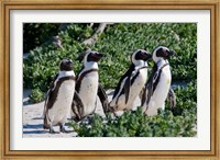 Group of African Penguins, Cape Town, South Africa Fine Art Print