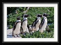 Group of African Penguins, Cape Town, South Africa Fine Art Print