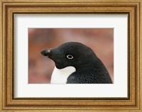 Antarctica, Brown Bluff, Adelie penguin Fine Art Print