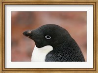 Antarctica, Brown Bluff, Adelie penguin Fine Art Print