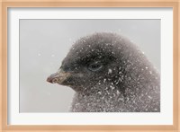 Antarctica, Brown Bluff, Adelie penguin chick Fine Art Print