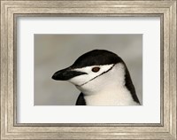 Antarctica, Half Moon Island, Chinstrap penguin Fine Art Print