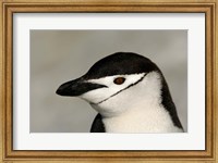 Antarctica, Half Moon Island, Chinstrap penguin Fine Art Print