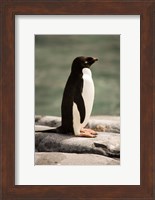 Antarctica. Adelie penguin. Fine Art Print