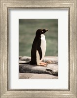 Antarctica. Adelie penguin. Fine Art Print
